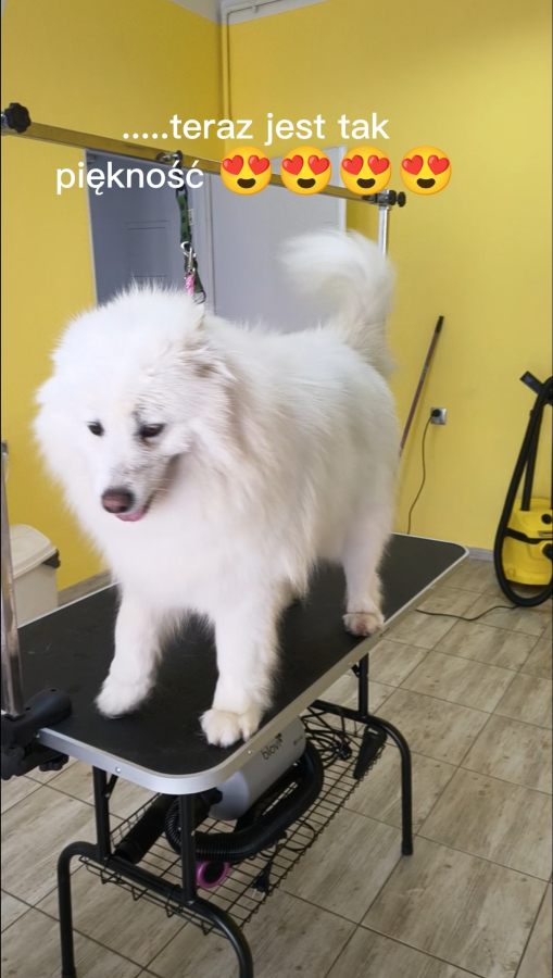 Psiaradise Groomer  Pisarzowice - zdjęcie nr 1
