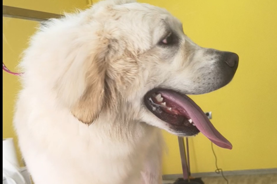 Psiaradise Groomer  Pisarzowice - zdjęcie nr 3